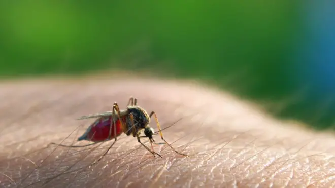 La malaria o paludismo está causada por un parásito que se transmite por la picadura de un mosquito infectado.
