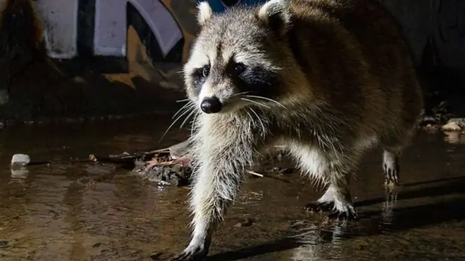 Fotograf prirode u gradovima