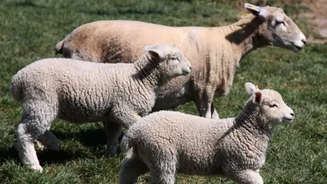 Odbor preporučuje da se povećaju subvencije za poljoprivredna gazdinstava pod šumom sa 14 odsto na 19 odsto