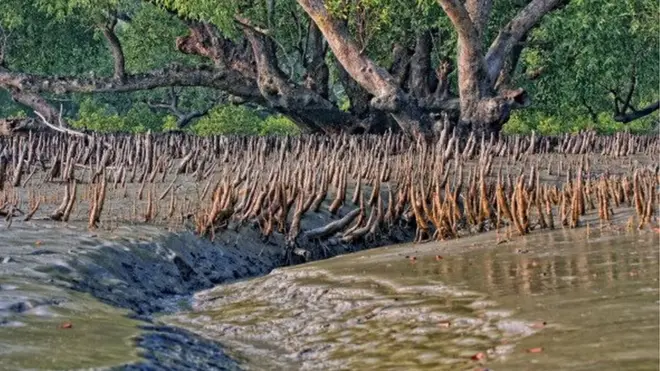 রামপাল বিদ্যুৎ কেন্দ্রের প্রভাব পুরো সুন্দরবনের ওপরই পড়বে বলে আশংকা ভারতীয় পরিবেশবাদী সংগঠনগুলোর