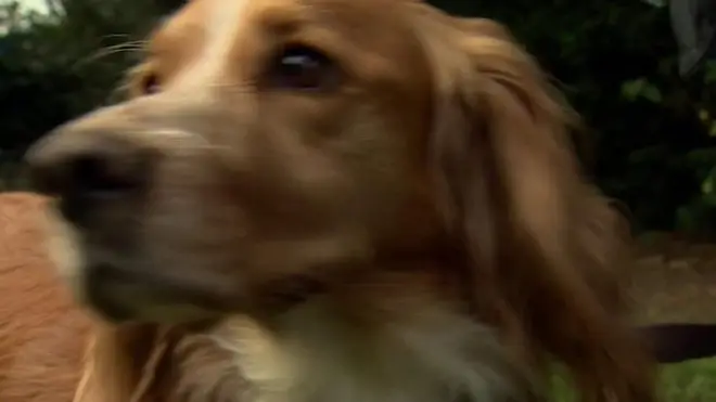 สุนัขบริจาคเลือด