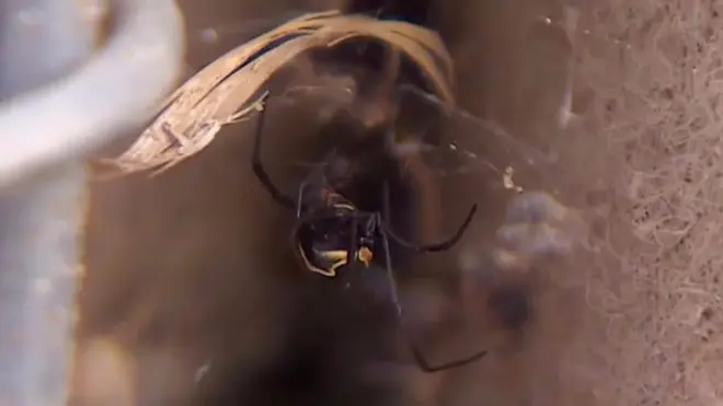 કરોળિયા.