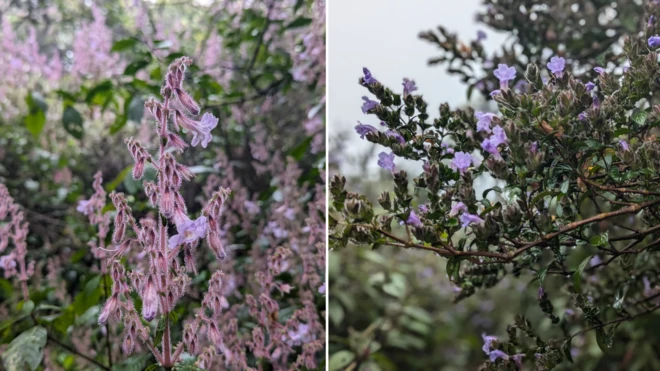 'මහා නෙළු වසන්තය'