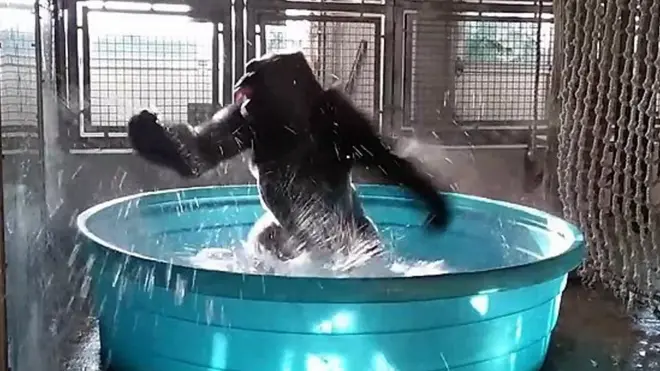 مقطع فيديو يظهر الغوريلا زولا وهو يرقص في حوض سباحة صغير بحديقة حيوان دالاس الأمريكية.