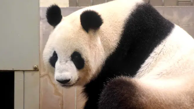 東京上野動物園大熊貓真真(24/5/2017)