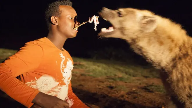 ضباع أثيوبيا الأليفة