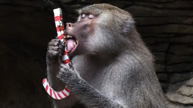 A baboon at Cali Zoo, Colombia, got to grips with a festive treat.