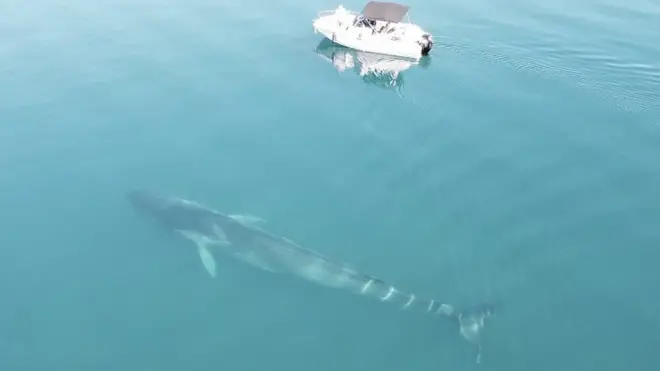 Hrvatska, Crna Gora i morske životinje: Kako žive delfini u Jadranskom ...