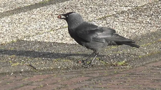 ముక్కుతో గింజను తీసుకెళ్తున్న కాకి