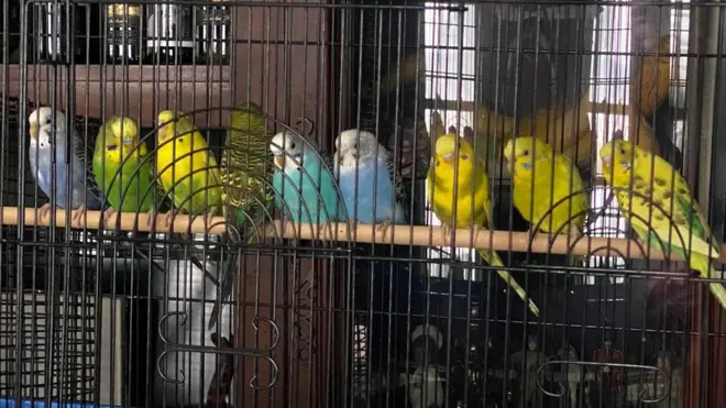 The shelter said the birds were handed over in "a very unhealthy situation"