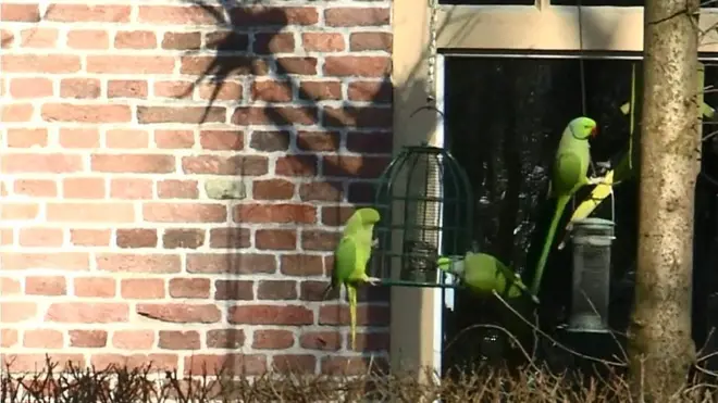 پاکستانی طوطے یورپ کے لیے وبالِ جان بن گۓ