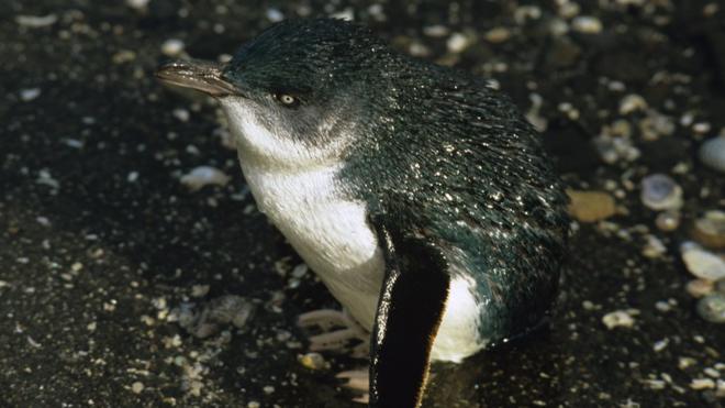 Маленькі блакитні пінгвіни - найменший у світі вид пінгвінів