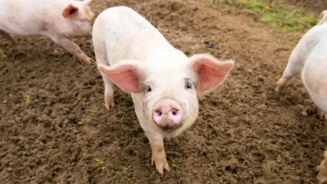 Há diversos obstáculos para o transplanteblaze aposta bonusórgãosblaze aposta bonusoutros animais para os humanos