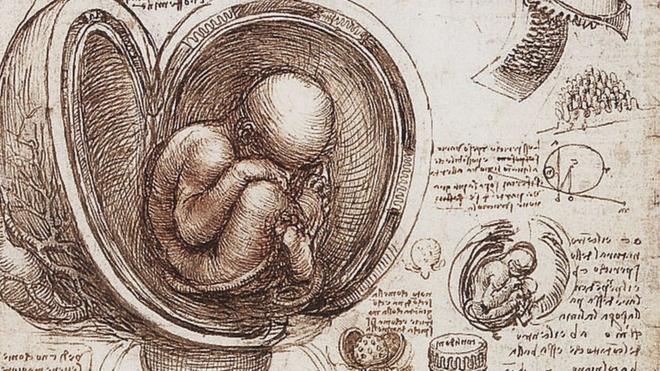 Ilustración de un feto de Leonardo da Vinci.
