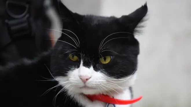 Кот Палмерстон