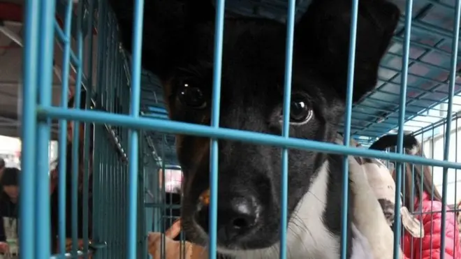 Sejumlah negara, antara lain Taiwan, secara tegas telah melarang penduduknya mengkonsumsi daging anjing.