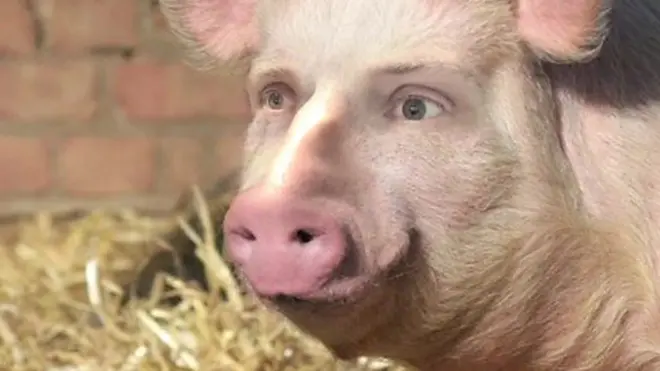 Чўчқа-одам бундай бўлмайди