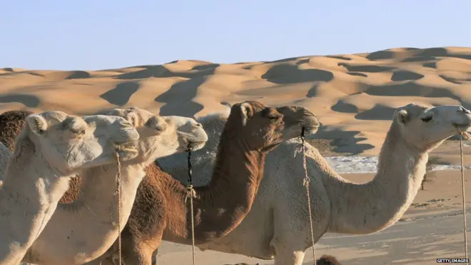 Camels and sand dunes