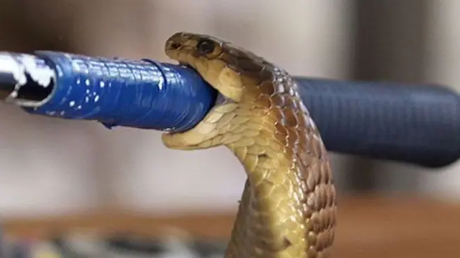 બુમસ્લેગ સાપ જેવું હતું એ સાપનું શિર