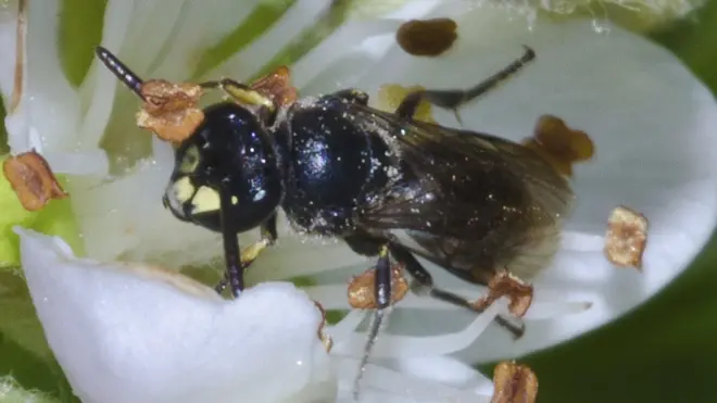 A yellow-faced bee in Hawaii.