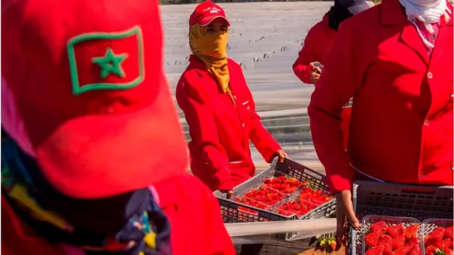 تشمل الاتفاقيتين الملغاتين صفقة لشراء تسعة وعشرين منتجا زراعيا من محاصيل الصحراء الغربية، إضافة إلى الأسماك