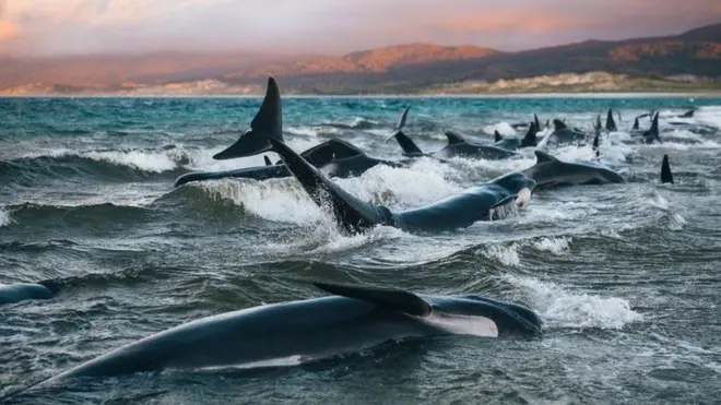 දින කීපයක් ඇතුළත එම කලාපය තුළ තල්මසුන් 200කට අධික ප්‍රමාණයක් මියගොස් තිබේ