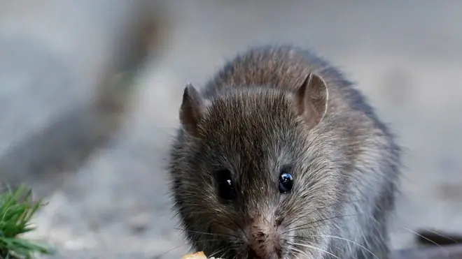 Les soupçons sont allés vers les rongeurs après la disparition d'un millier de litres d'alcool en Inde.