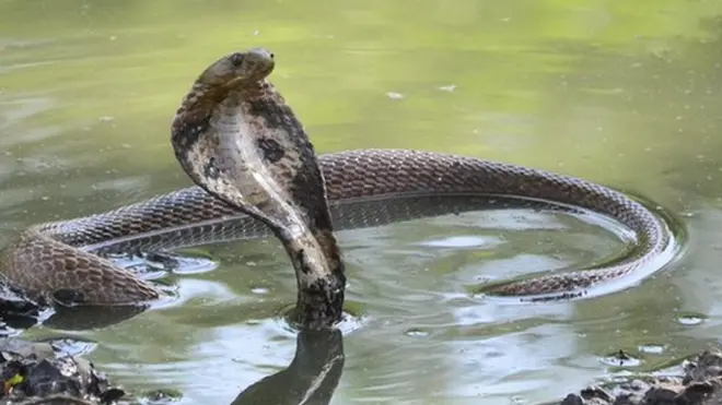 কিং কোবরা বা শঙ্খচূড়