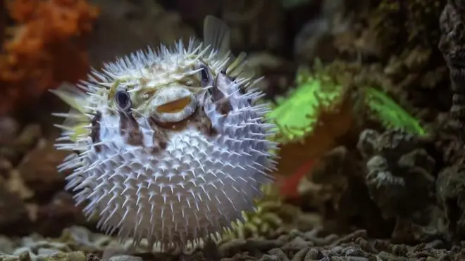 Ikan buntal yang kadang-kadang bundar.
