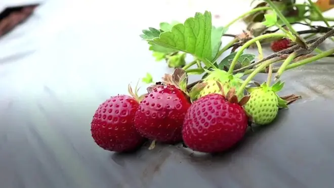 స్టాబెర్రీ సాగు