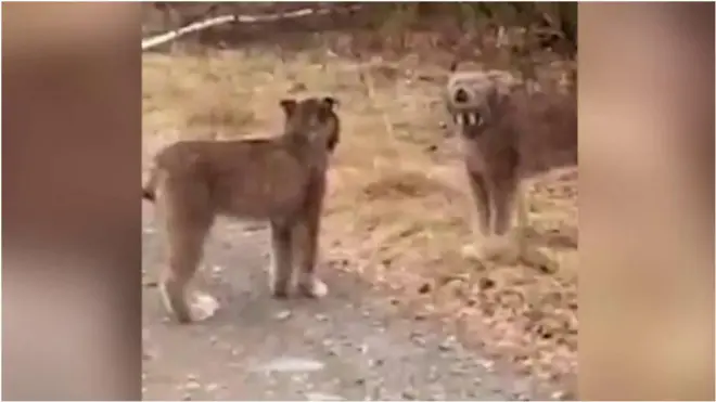 рисі у Канаді