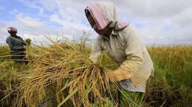 انڈیا دنیا میں اناج پیدا کرنے والا بڑا ملک ہے