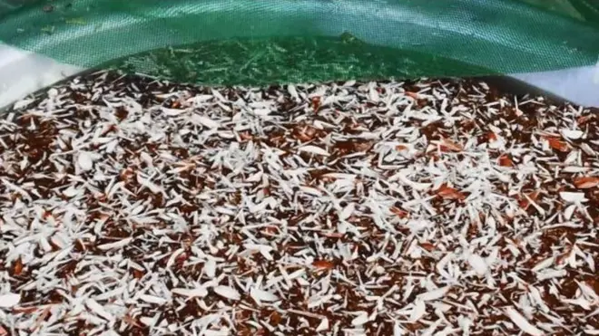 گوادری حلوہ