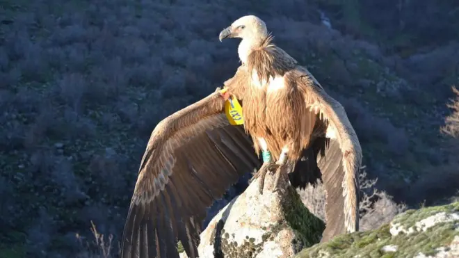 beloglavi sup dobrila