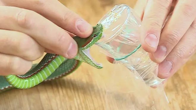 Extracción del veneno de una víbora de árbol