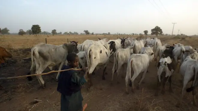 Boy dey control cows