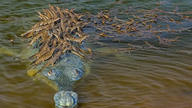 Tatin ponos: Mladunci se drže za leđa muškog gavijala u Nacionalnom skloništu Čambal u Indiji.