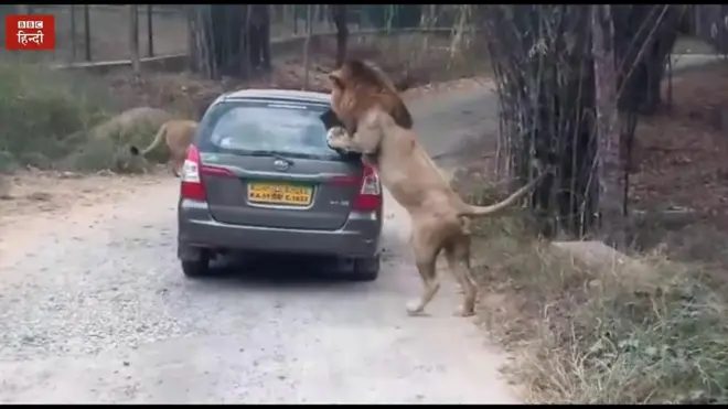 कार पर झपटा शेर