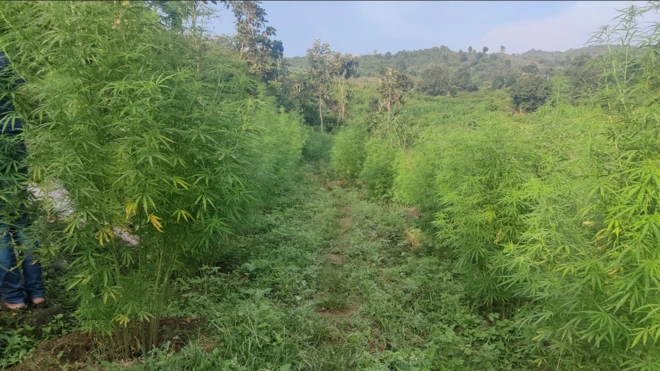 గంజాయి, విశాఖ ఏజన్సీ, బిహార్, అల్లూరి జిల్లా, విశాఖపట్నం, చింతపల్లి