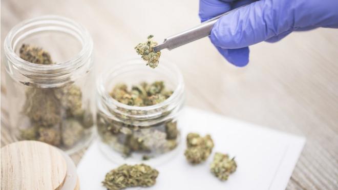 Dois potes com floresbingos online gratismaconha e uma delas sendo pegada com uma pinça