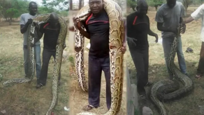 Chatu aliyeuawa kwenye shamba la Museveni