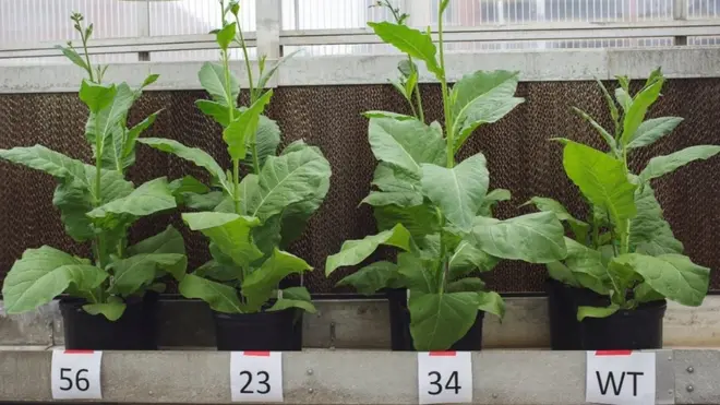 Ожидать быстрого внедрения "суперсортов" не стоит, упреждают общественный интерес селекционеры