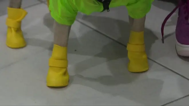 哈雷小犬如何在医院协助医护人员