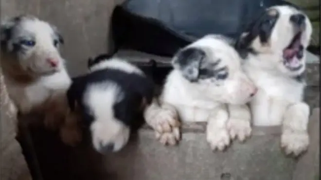 The seven puppies were taken from a kennel they were inside with their mother