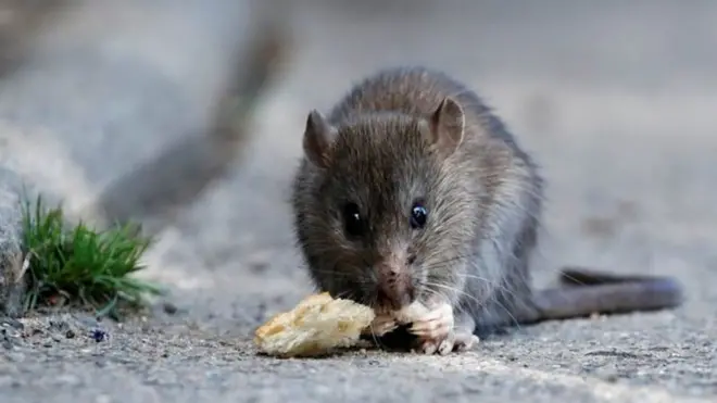 Ọrịa Lassa Fever