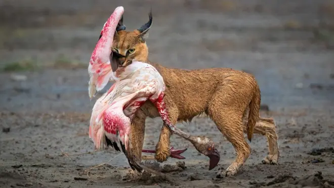 A caracal carrying it's prey, a flamingo, in Ndutu, Republic of Tanzania