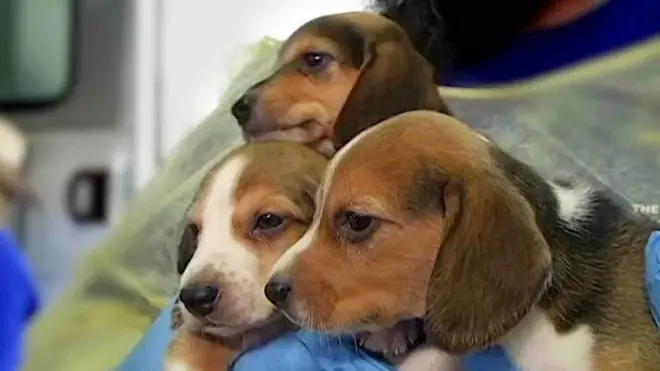 Четири хиљаде биглова спашено од клиничких испитивања