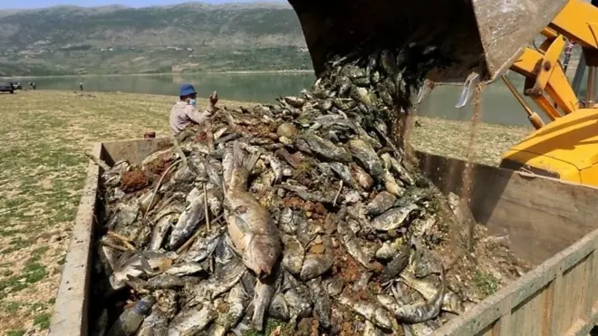 ما سر نفوق آلاف الأسماك في بحيرة بلبنان؟