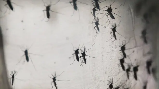 Zika é transmitida pelo mosquito Aedes Aegypyti