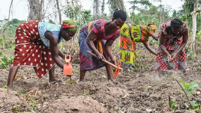 የአይቮሪኮስት አርሶአደሮች